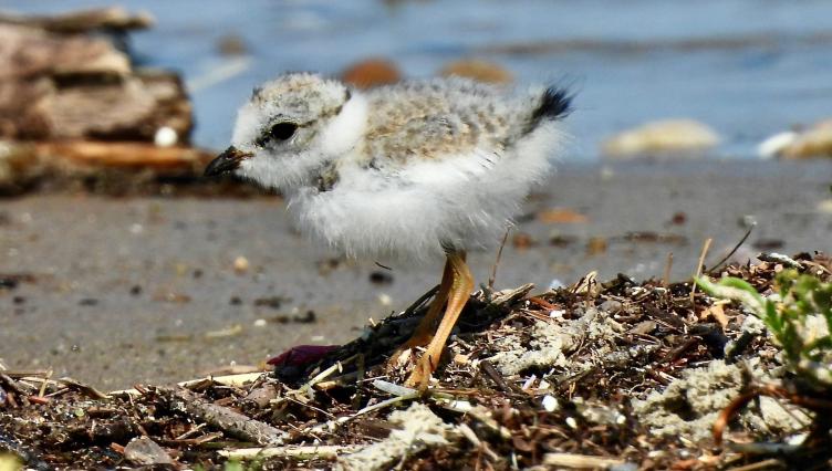 It’s a Chick Fest in Waukegan! 6 Piping Plover Hatchlings Are on the Beach After Release of Captive-Reared Trio