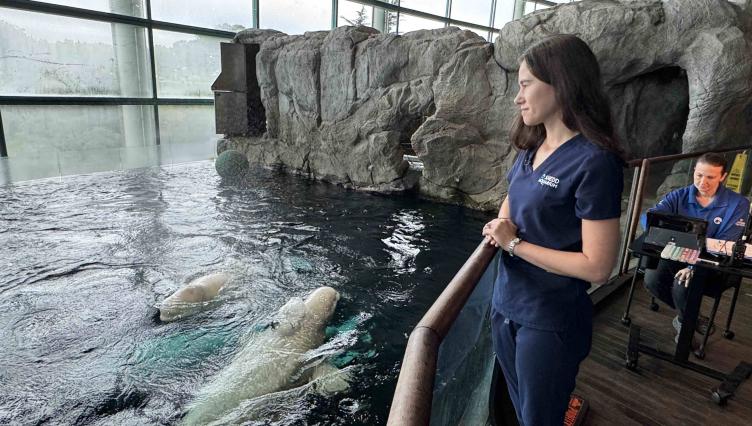 ‘We Have Months Before We Take a Breath,’ Shedd Vet Says as Rescued Belugas Remain on 24/7 Watch