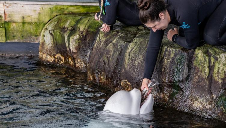 Tests Show Chronic Gastro Disease in 2 Rescued Belugas That Died at Shedd Aquarium 