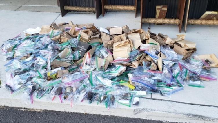 Migration Mass Casualty With At Least 1,000 Birds Injured or Killed This Weekend in Chicago and on Northwestern’s Campus