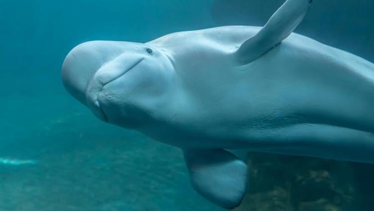 Mother-Son Reunions Among Latest Milestones for Shedd’s Rescued Belugas