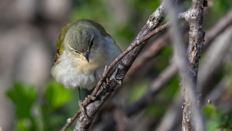 As Fall Migration Kicks Into High Gear, Campaign Revs Up to Pass Bird-Friendly Building Ordinance in Chicago
