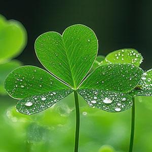 Shamrock