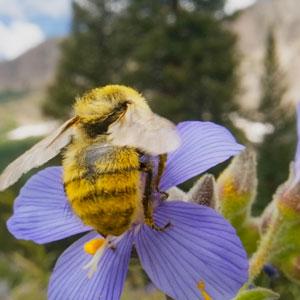 Bee on flower.