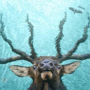 Deer reflection in water.
