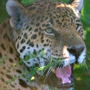 Argentine jaguar