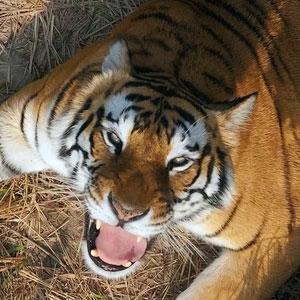 Tiger growling