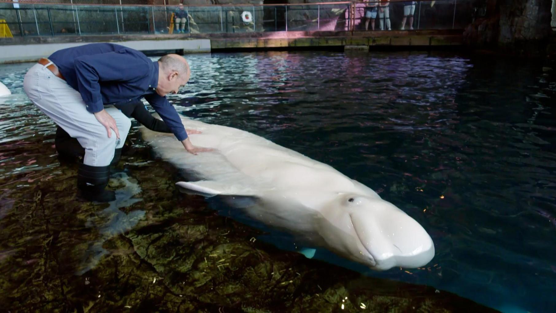 Training Belugas and Salting the Tanks at the Shedd Aquarium: asset-mezzanine-16x9