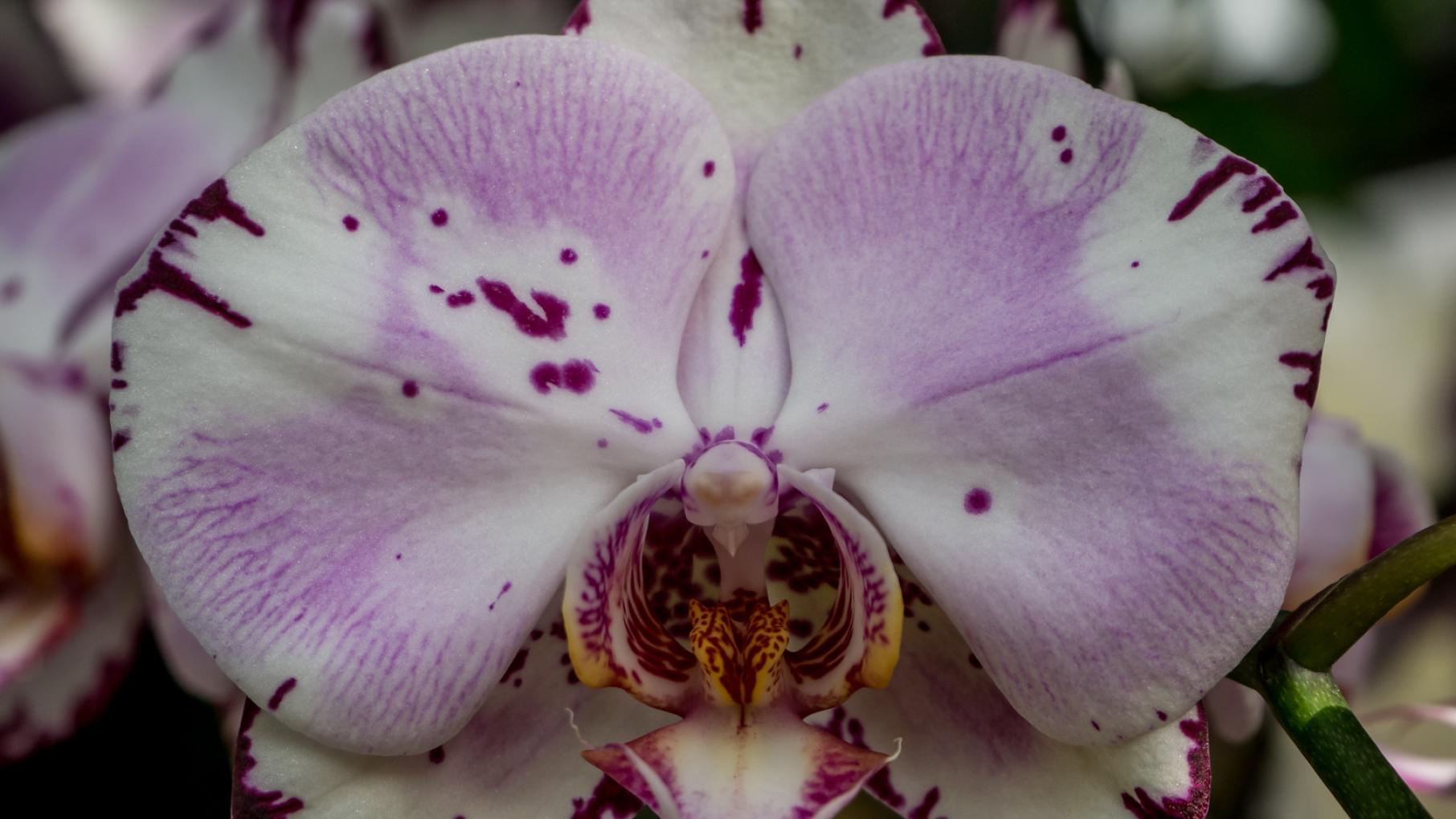 Chicago Botanic Garden's Orchid Show. Photo: Chicago Botanic Garden