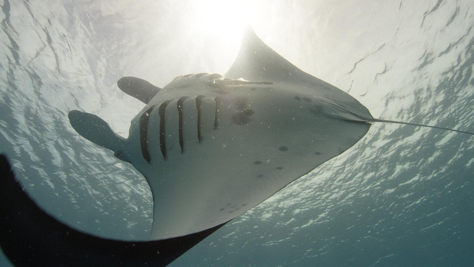A giant manta in Micronesia, in PBS's Big Pacific. Photo: Ernie Kovacs/NHNZ