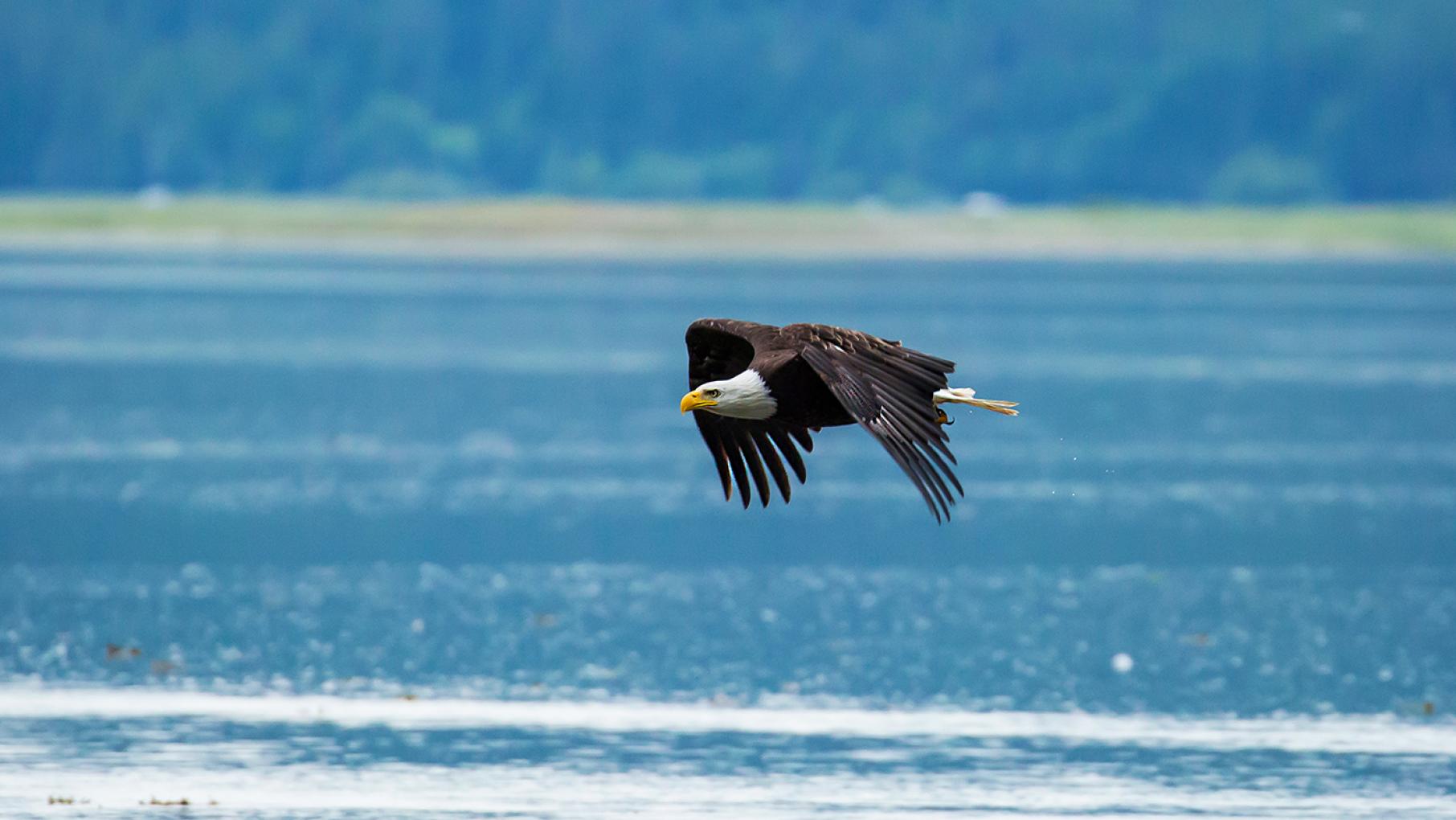 A bald eagle in flight in Alaska. Photo: Chris Kidd.
