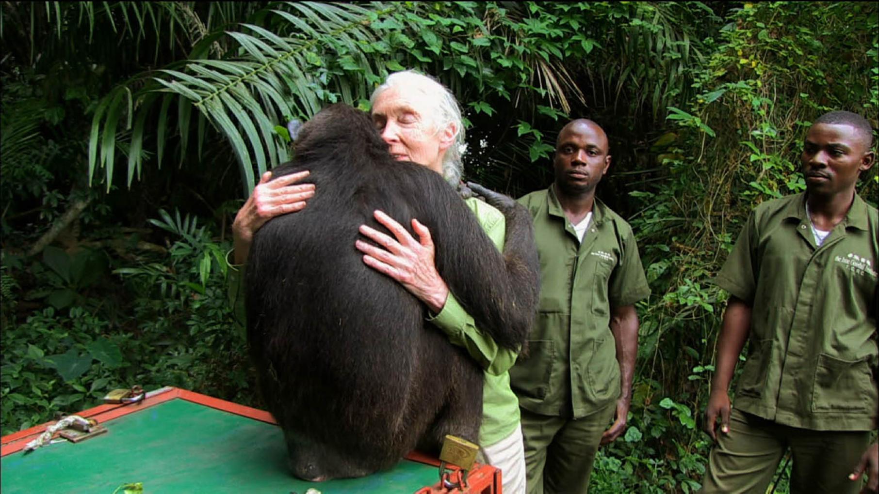 Jane Goodall with the chimpanzee Wounda. Photo: Tigress Productions Jane Goodall with a chimpanzee Photo: Tigress Productions