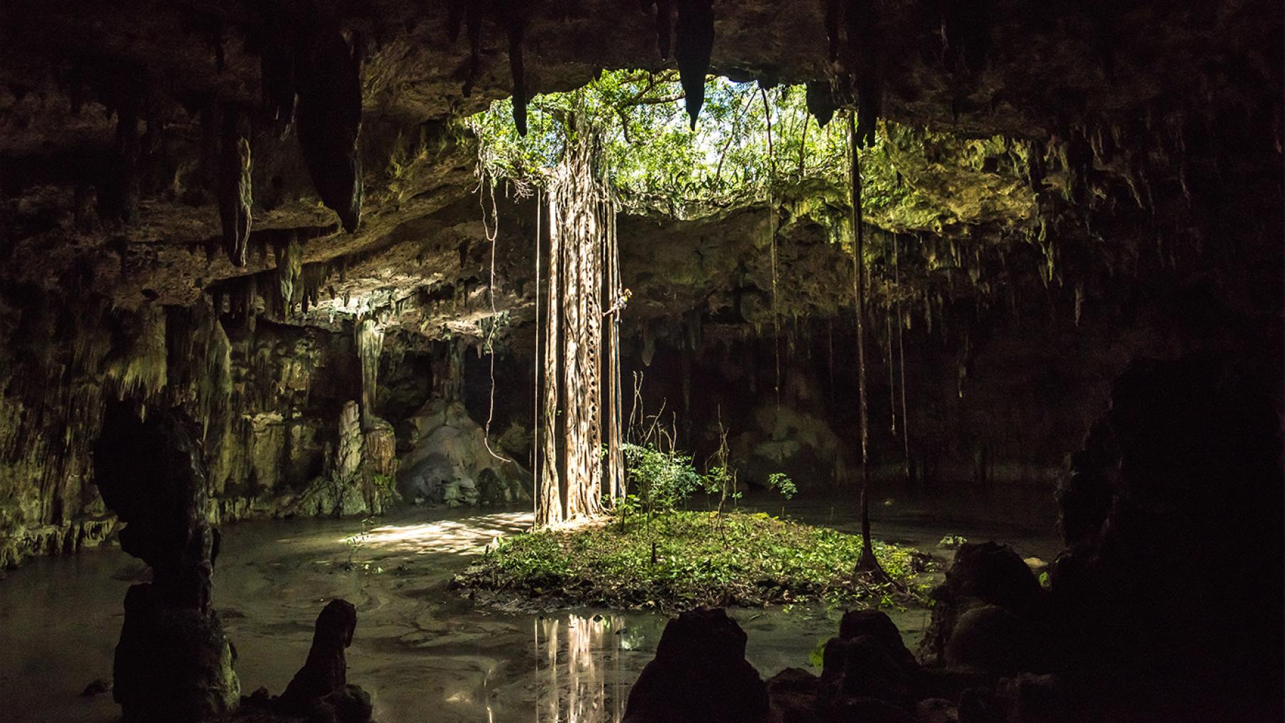 Catbej Cenote and its strangler fig, near Valladolid, Yucatan state. Photo: Richard Kirby Catbej Cenote and its strangler fig, near Valladolid, Yucatan state. Photo: Richard Kirby