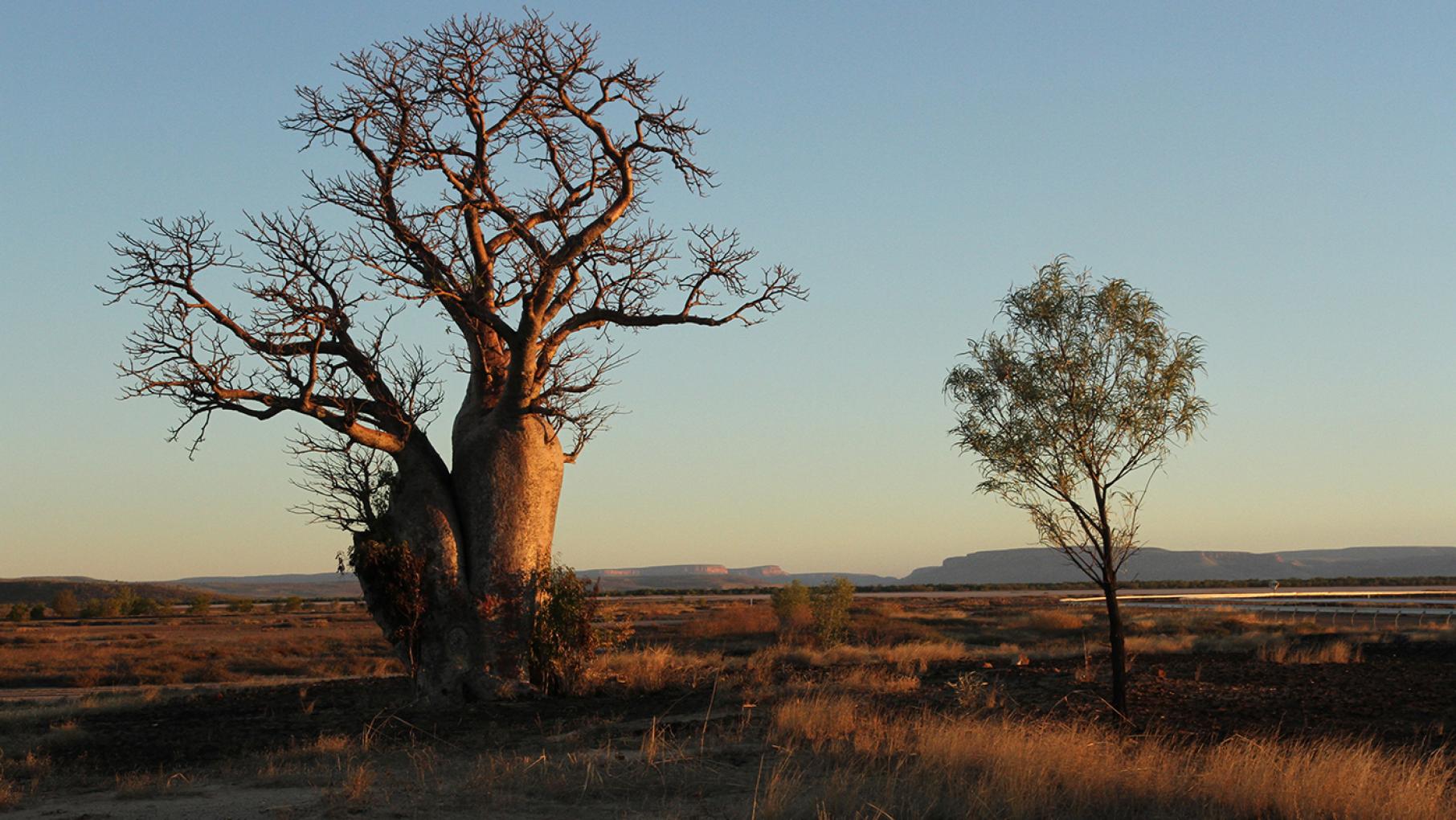 A boab tree. Photo: Northern Pictures A boab tree. Photo: Northern Pictures