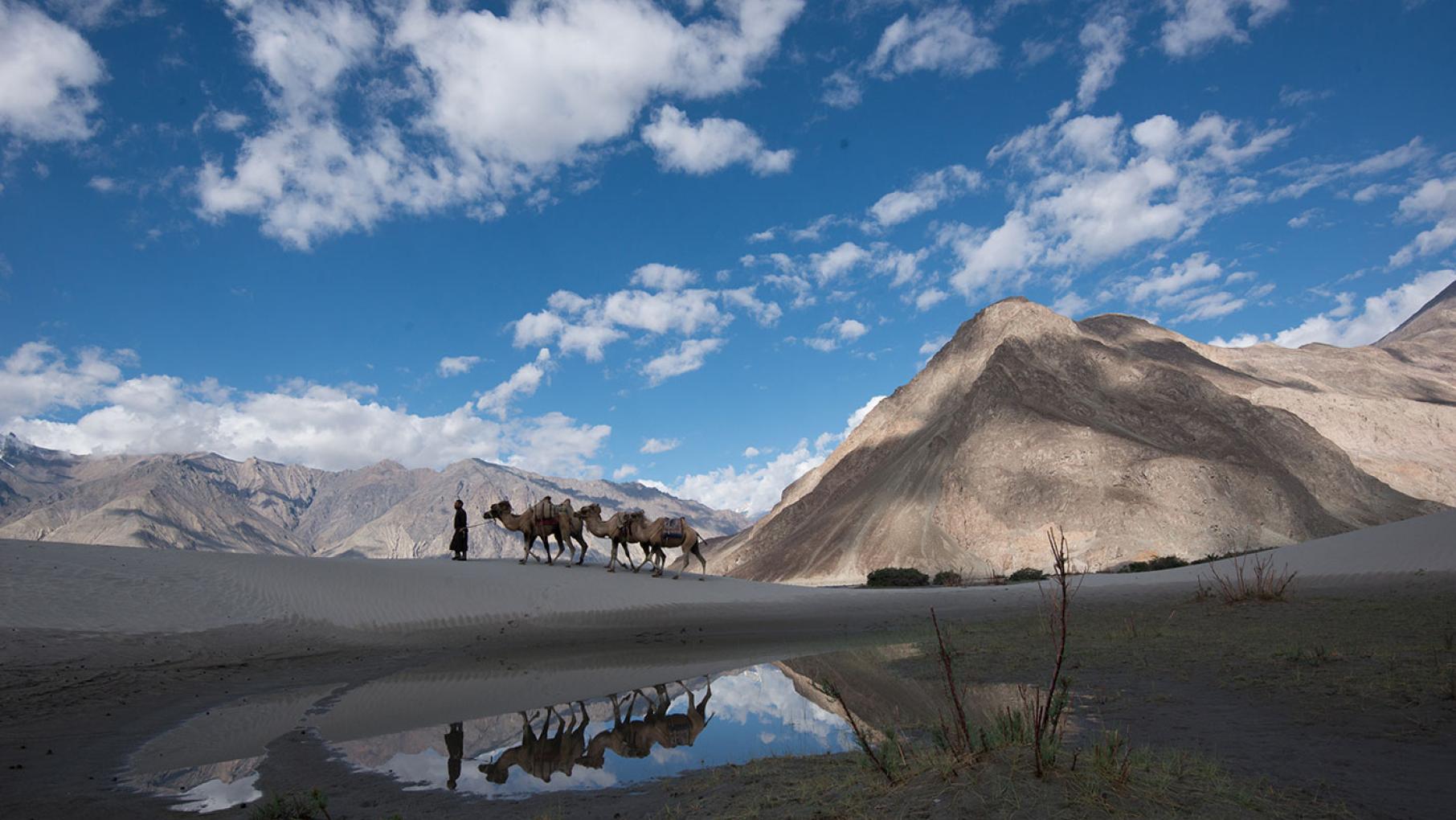 A camel herder leads his camel train over the sand dunes in Nubra Valley, India. Photo: BBC/Alex Lanchester