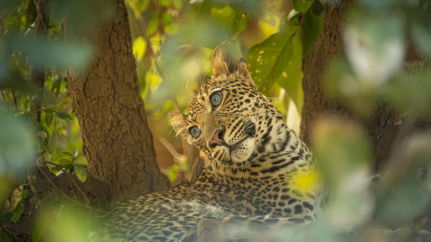 Young cub Makumbi looks longingly at his mother in Zambia, Africa. Photo: Courtesy of Will Steenkamp/Into Nature Productions