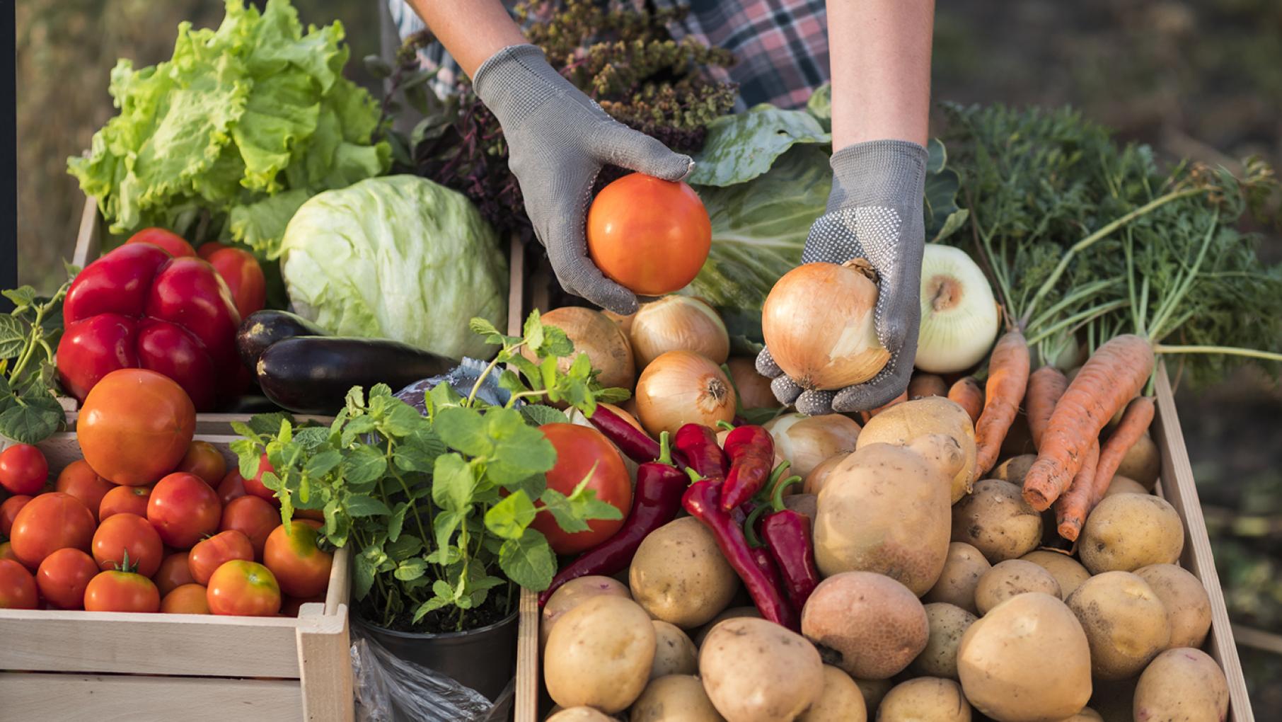 Boxes of produce like potatoes, carrots, onions, and tomoatoes