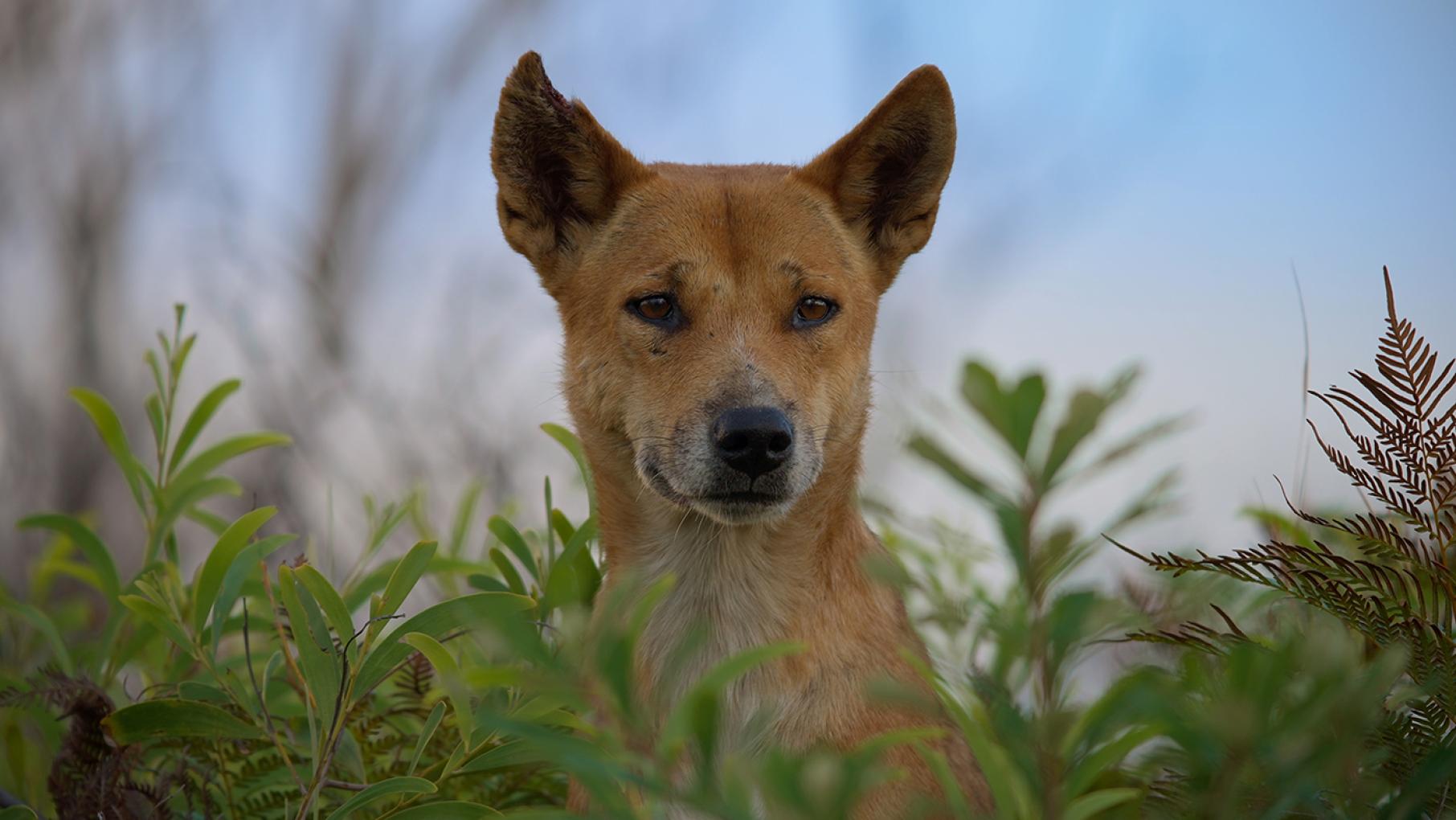 A dingo