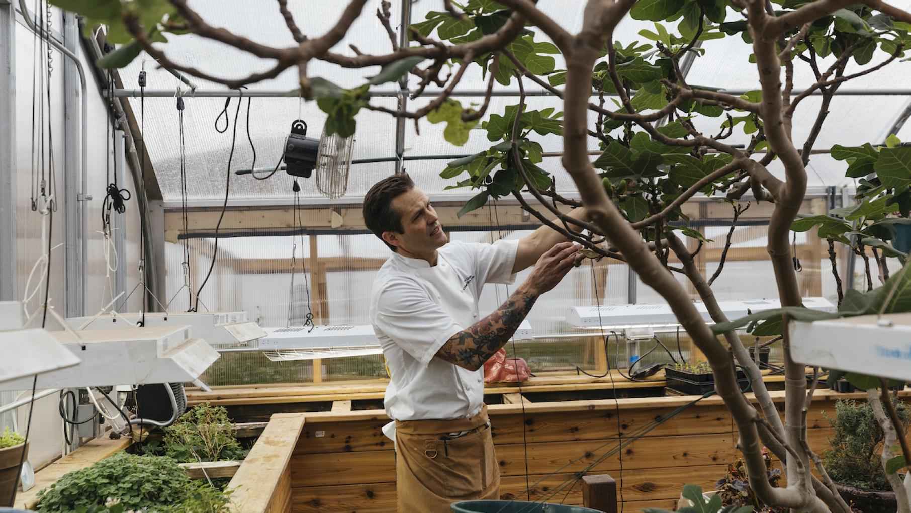 Devon Quinn tends to his eight year-old fig tree in the greenhouse near his restaurant Eden. Photo: WTTW/Sandy Noto Chef Devon Quinn examines his fig tree in a greenhouse
