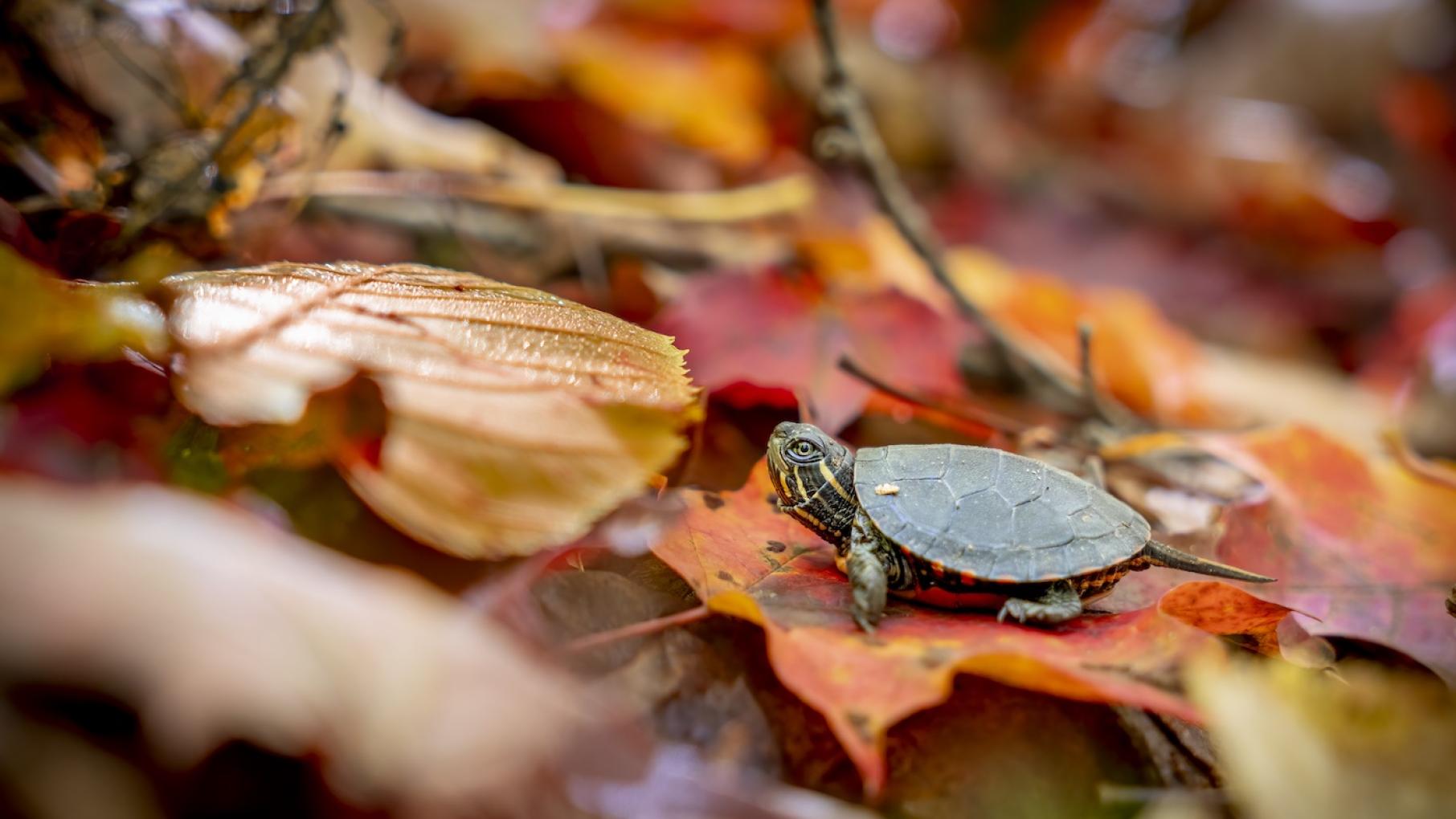 A painted turtle in Algonquin Provincial Park, Canada, in 'Nature: Big Little Journeys.' Credit: Deya Swift / BBC NHU A painted turtle amongst fall leaves in Algonquin Provincial Park, Canada