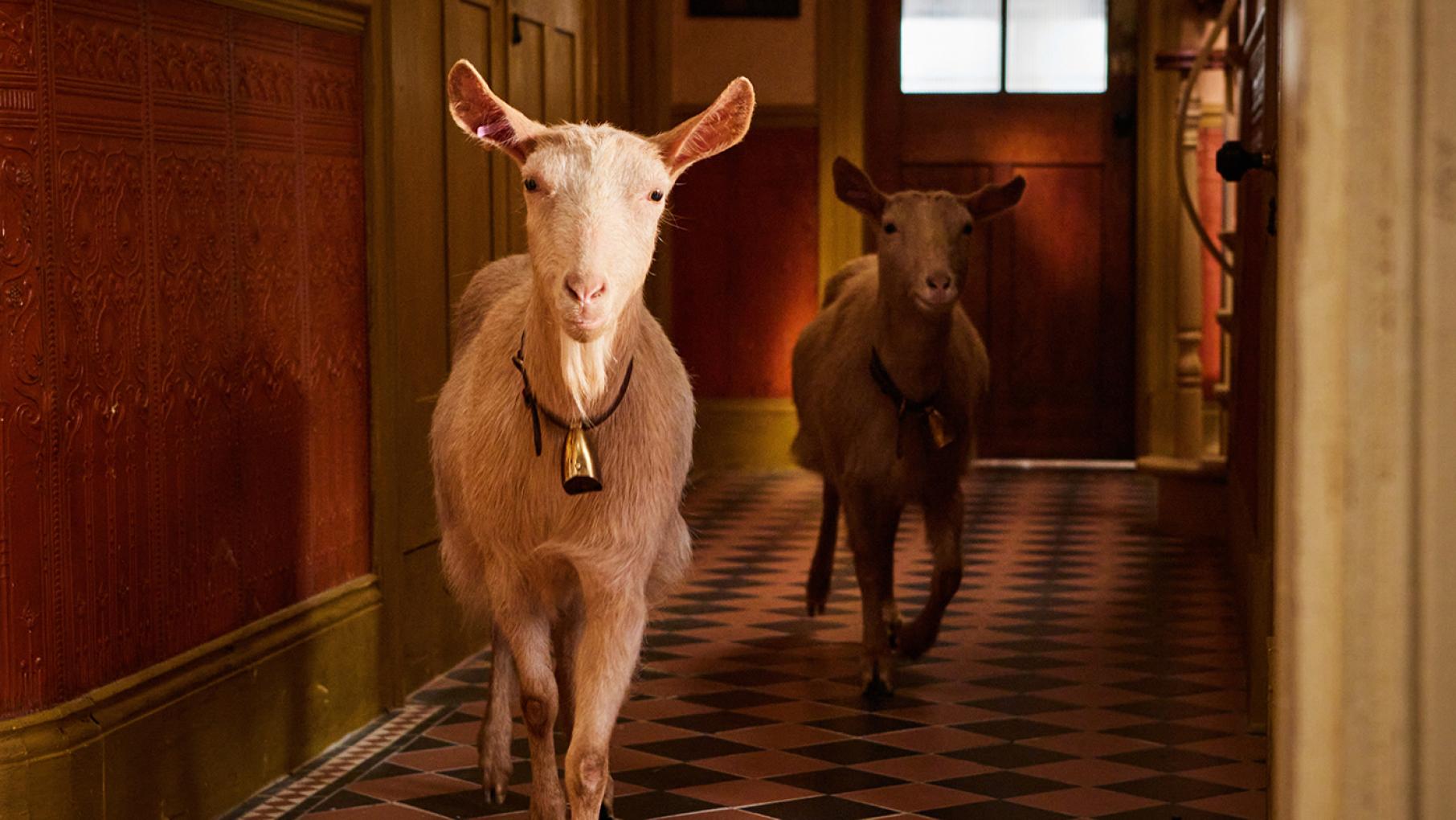 Skeldale House is a bit of a mess. Credit: Playground Entertainment and Masterpiece Two goats run down a hallway