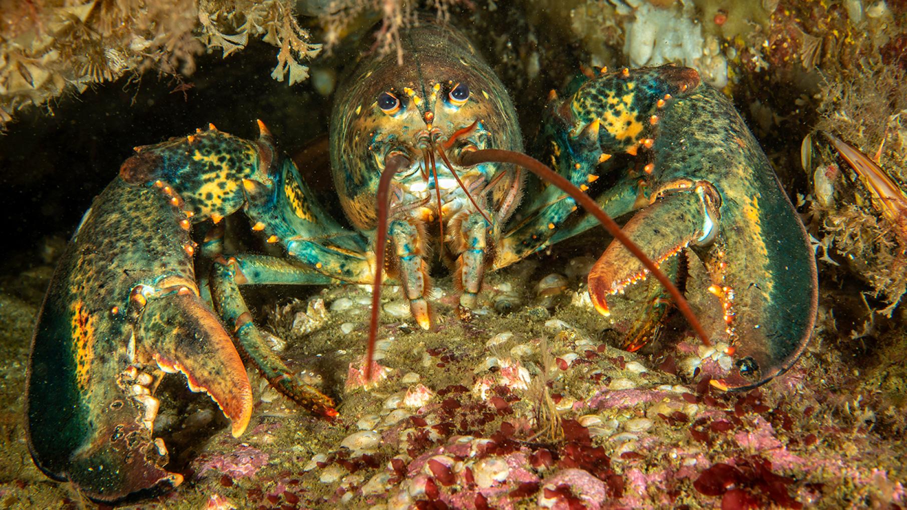 A lobster peeks out from a sheltered place