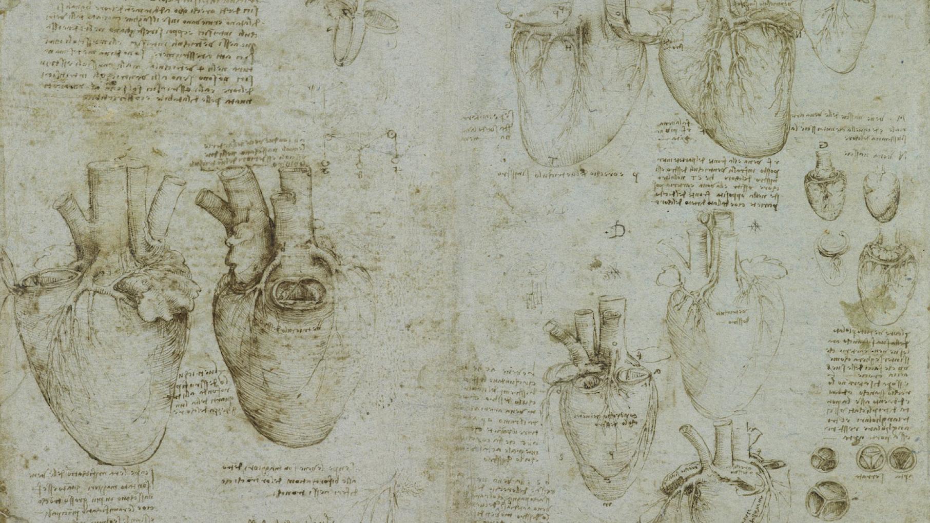 Leonardo Da Vinci covered notebooks with anatomical and other drawings as well as backwards mirror script, as in these pages c. 1511-1513. Credit: Royal Collection Drawings of a whole heart, probably of an ox, three diagrams demonstrating the function of the ventricles, from Leonardo Da Vinci's notebooks