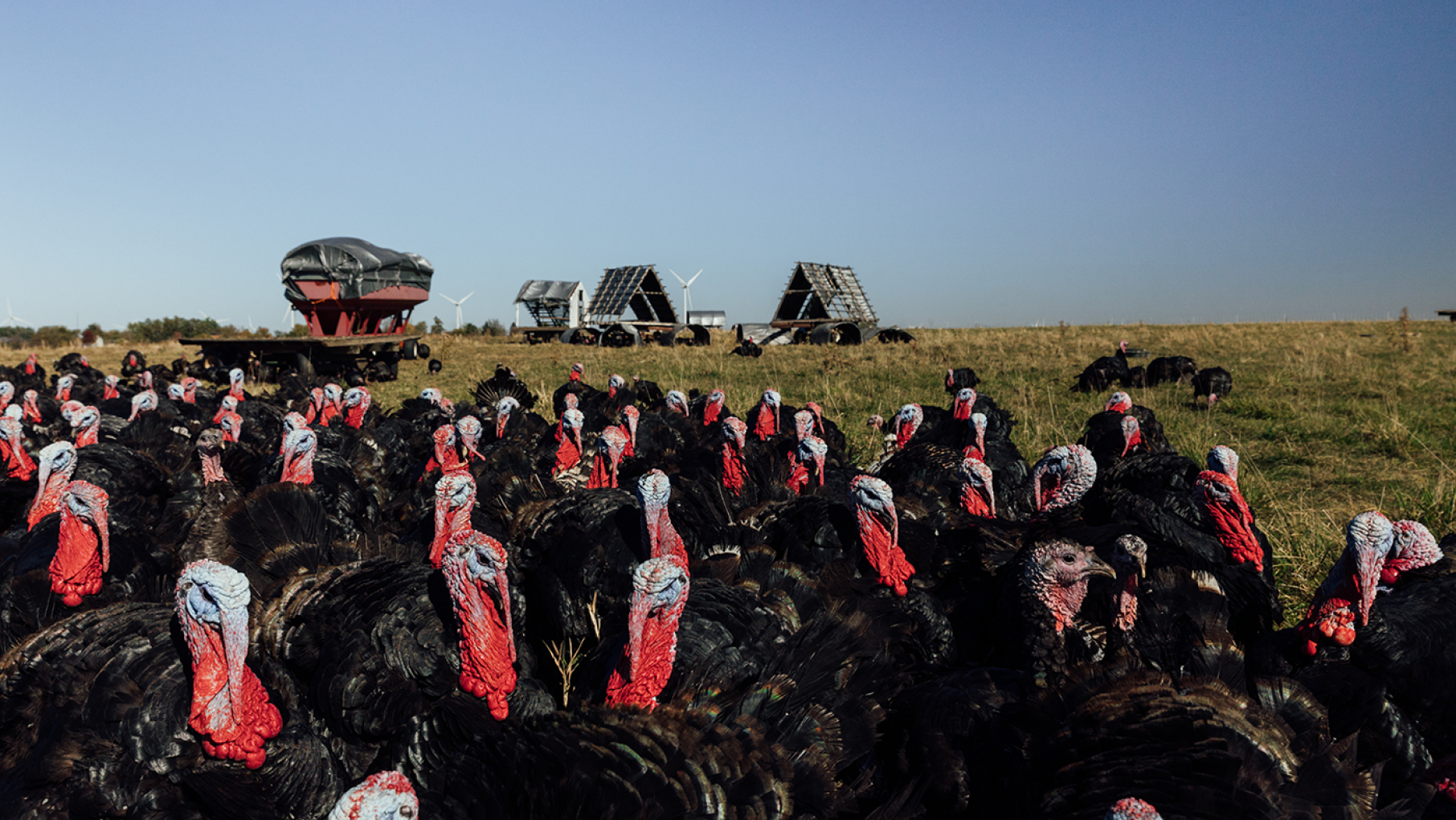 Harry Carr tried to get people to buy legs of lamb for Thanksgiving, but "Everyone wanted turkeys!" So he started raising them at Mint Creek Farm. Credit: Sandy Noto for WTTW A cluster of turkeys on pasture with roosts and a hopper of grain in the distance