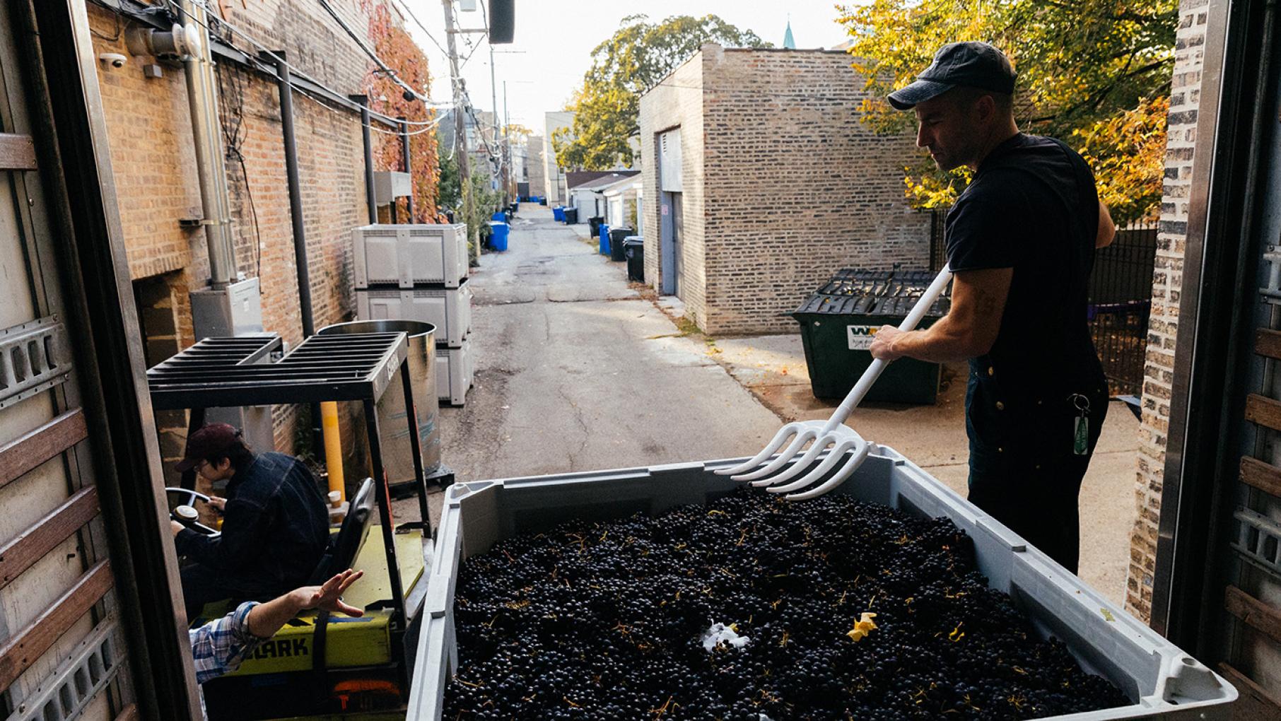 A man stands over a tub of grapes in the back of a truck in an alley with a pitchfork