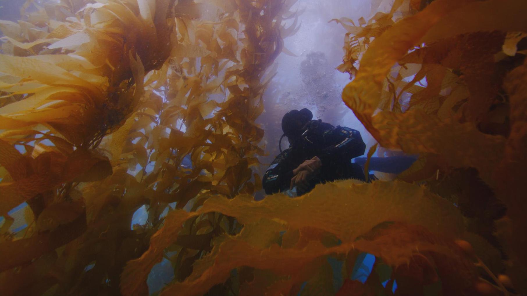 A scuba diver underwater in a kelp forest