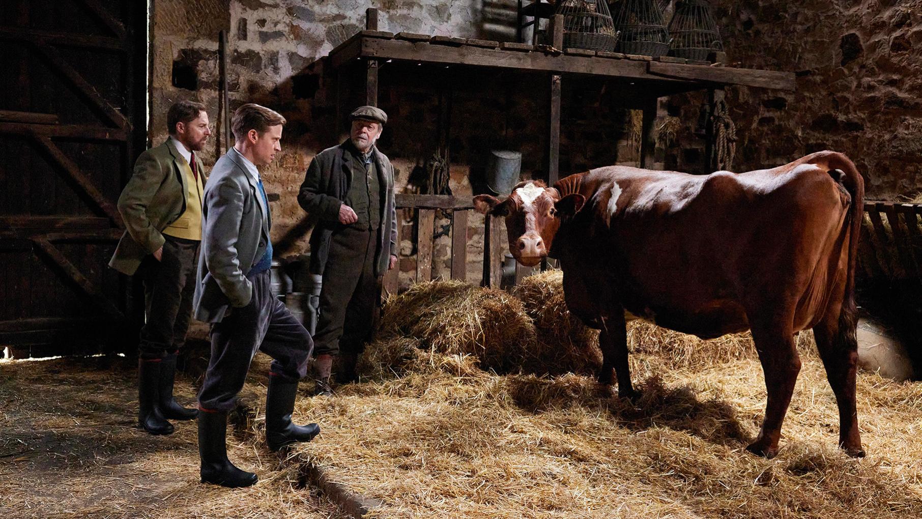 Siegfried and James stand in a barn with a farmer looking at a cow