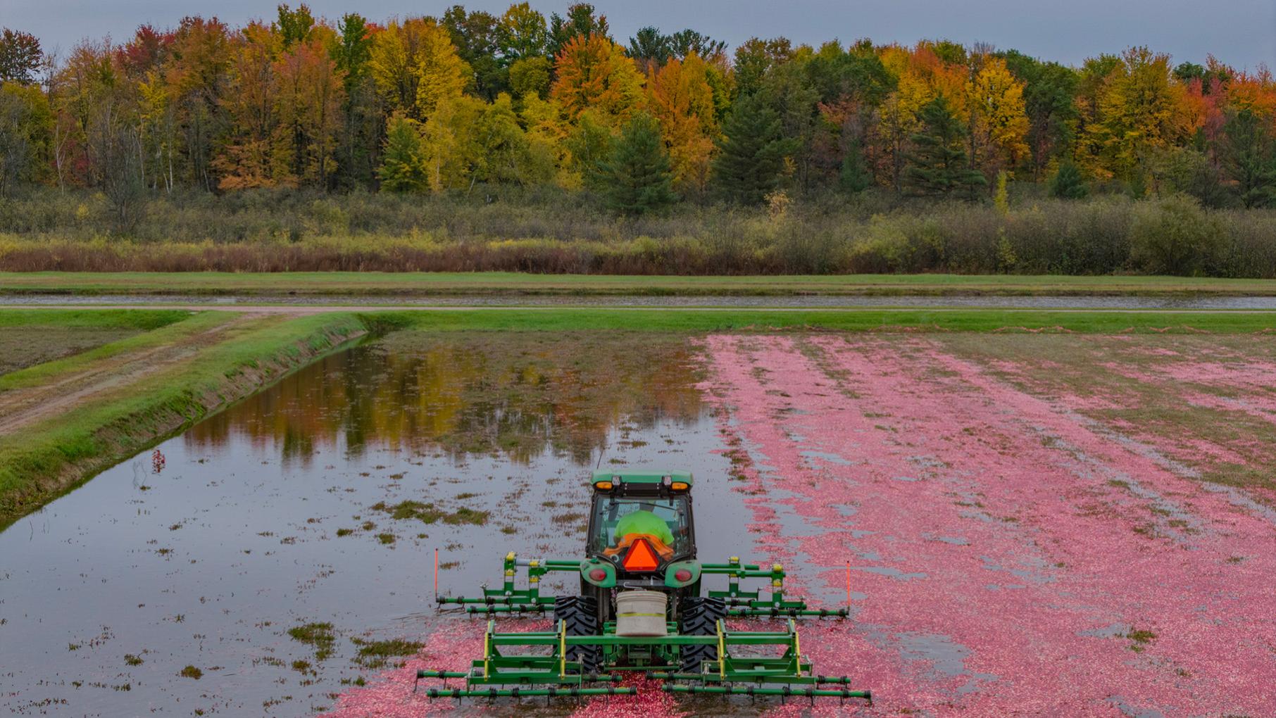 A tractor mows a cranberry bog in front of trees with autumn colors