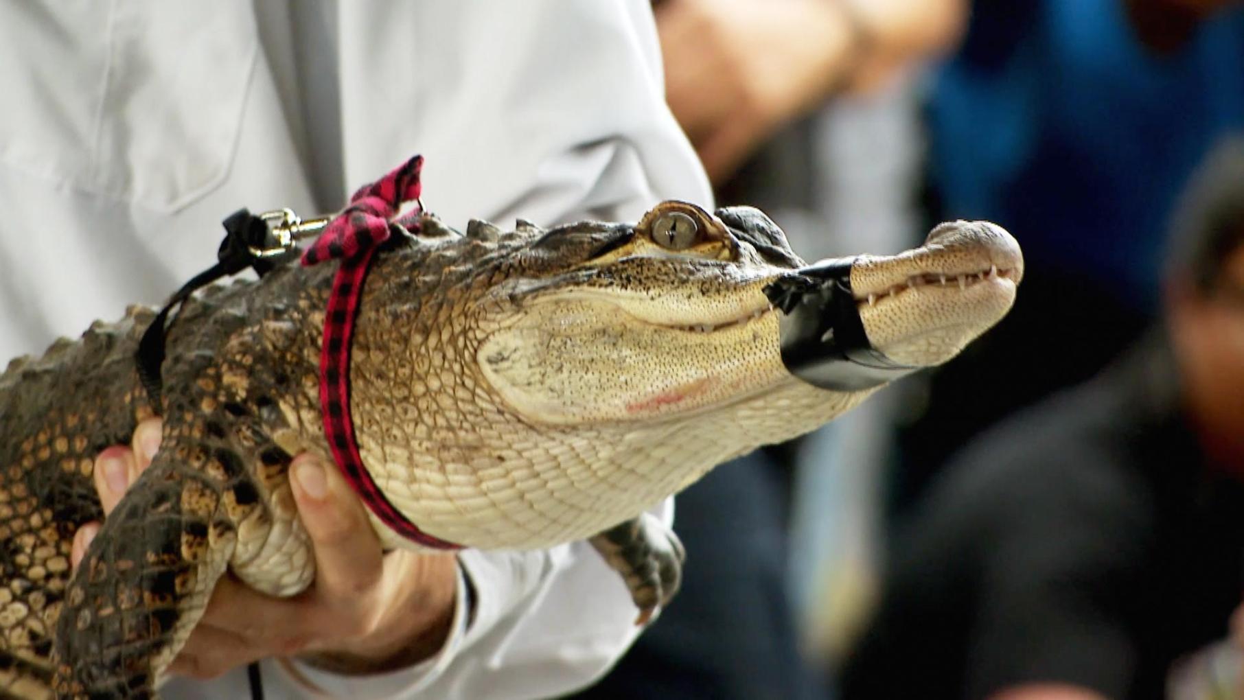 How did an alligator get into the Humboldt Park lagoon?: asset-mezzanine-16x9