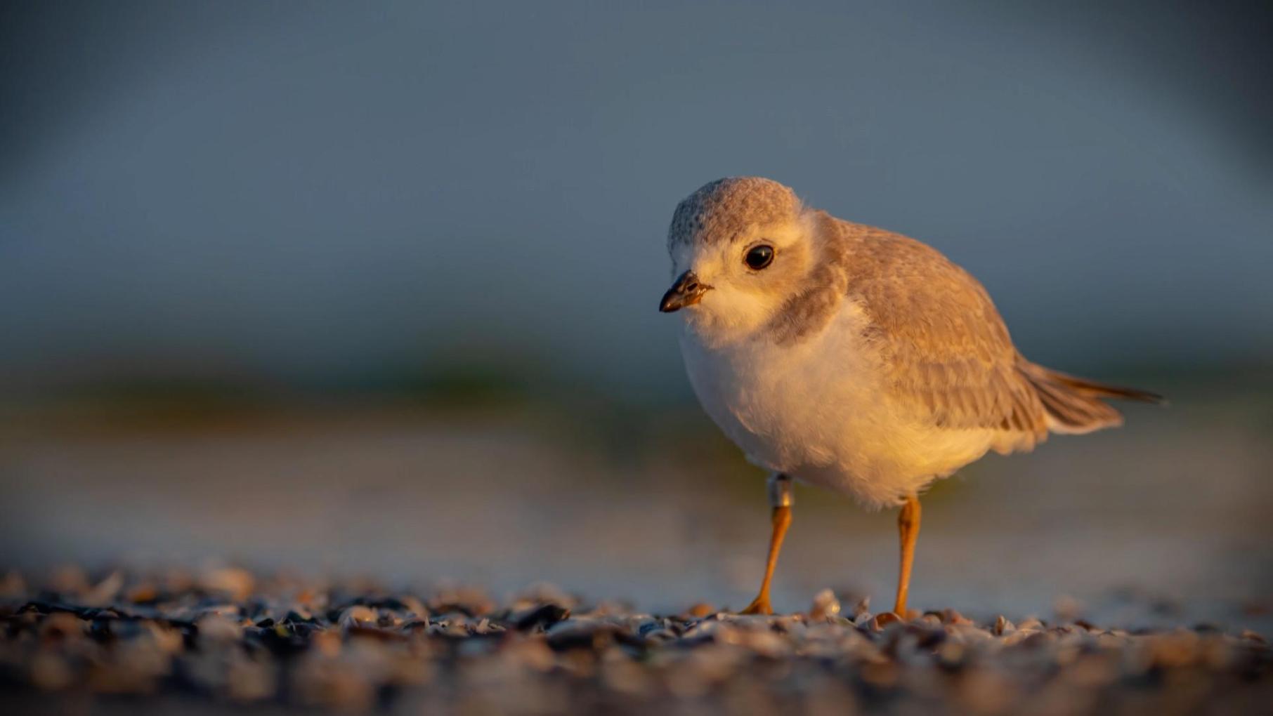 The Montrose Beach Piping Plovers: asset-mezzanine-16x9