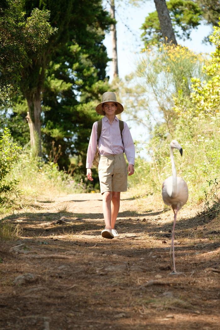 Milo Parker as Gerry in The Durrells in Corfu. Photo: Joss Barratt for Sid Gentle Films & MASTERPIECE