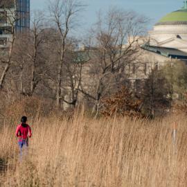 A runner jogging through prairie grass in Jackson Park, with the Museum of Science and Industry in the background
