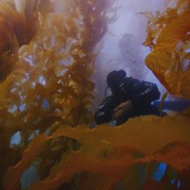 A scuba diver underwater in a kelp forest