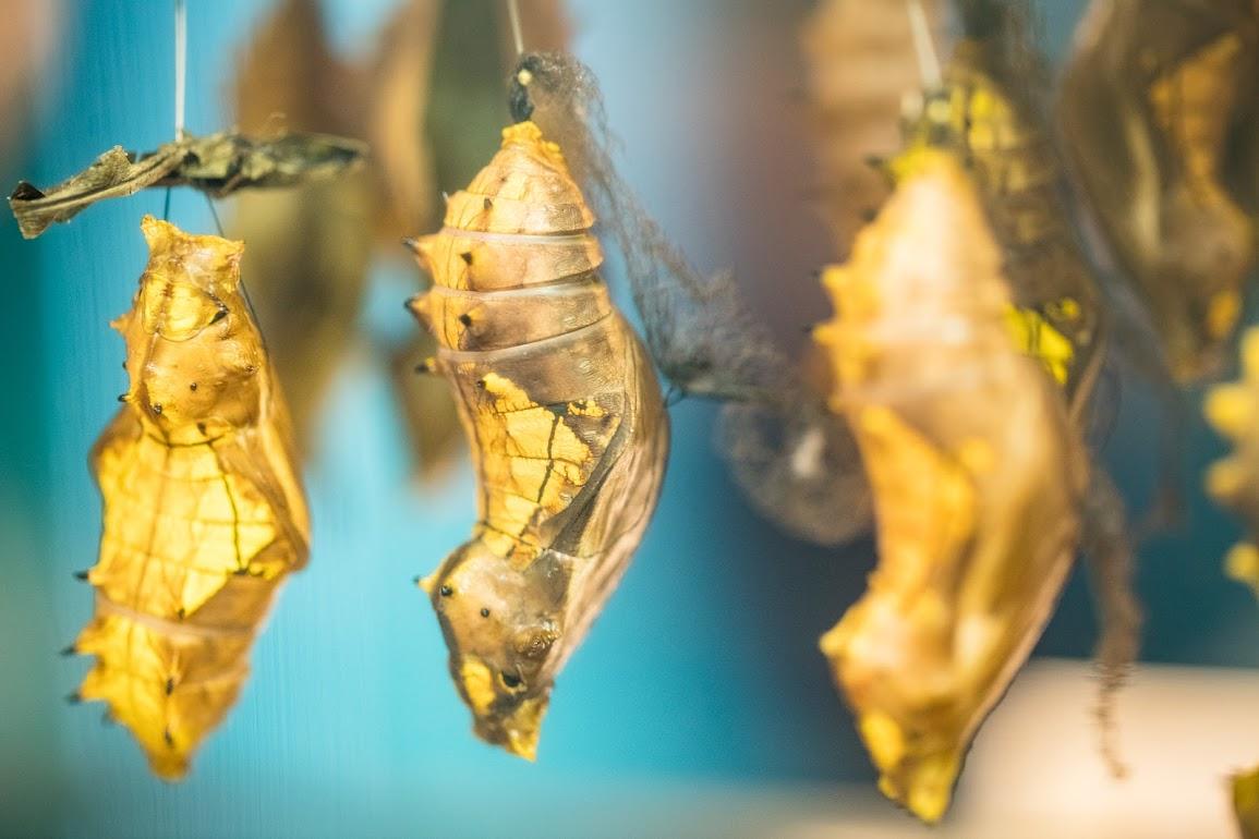 Gold-flecked chrysalides.