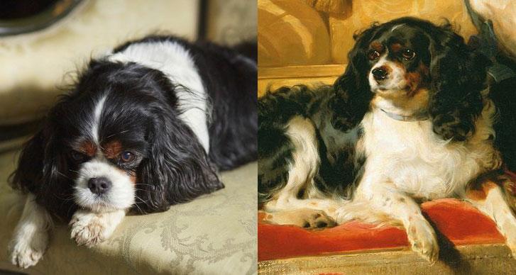 Two Dash the dogs.