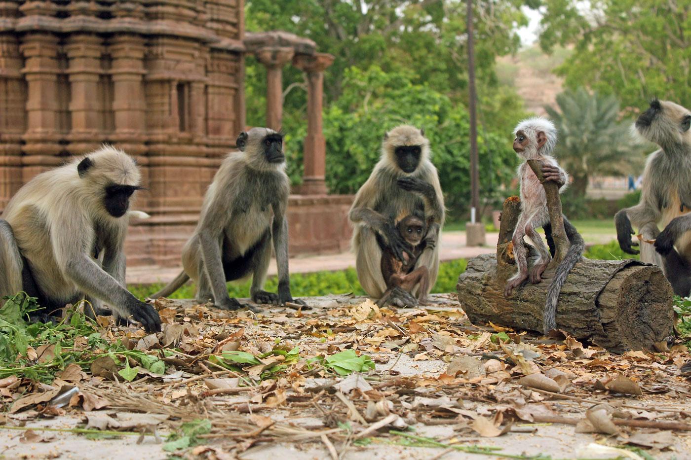'Spy in the Wild' gives glimpses of family bonds and emotions in animals. (Courtesy of Matthew Gordon/© John Downer Productions)